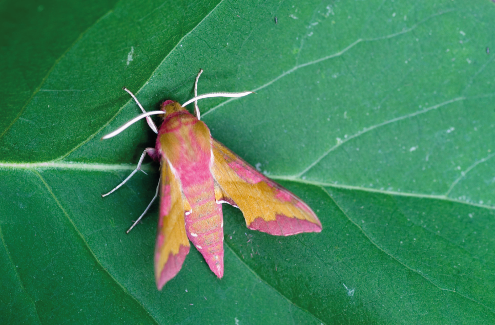 Mad about moths at Martin Mere